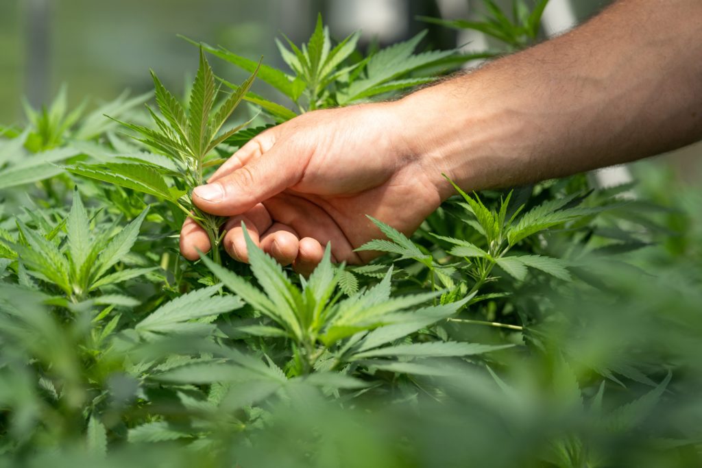 Rob Greene: Freedom In Pennsylvania means cannabis legalization