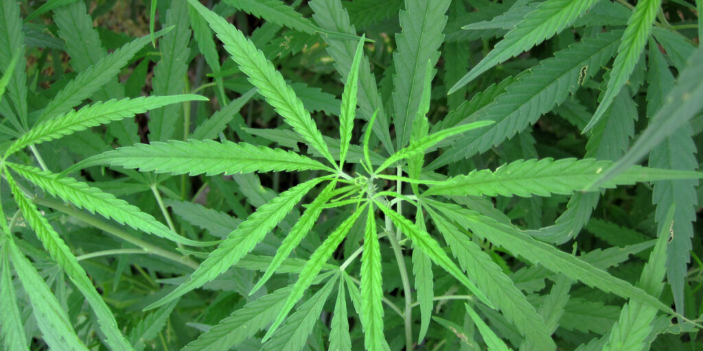 Dan Bartkowiak: Getting stuff wrong — Why Pennsylvania must reject Gov. Shapiro’s push for marijuana legalization