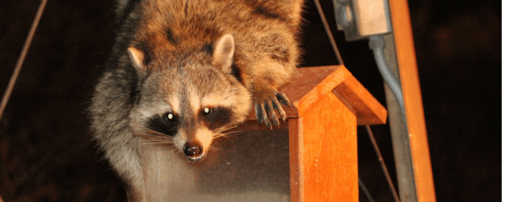 Masked marauders — dealing with raccoons in the city