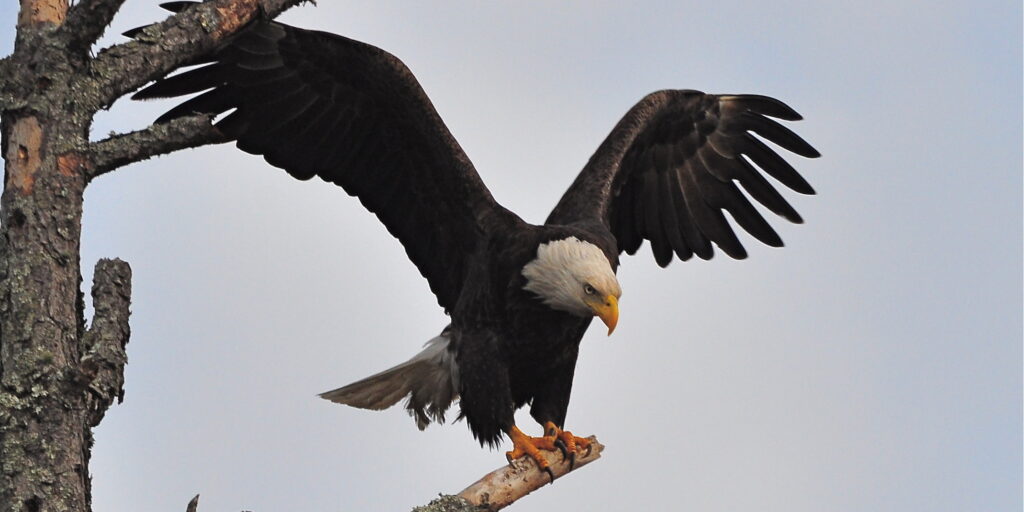 Stew Bolno: Is Trump a rare bird?